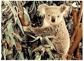 Ковер Фауна 50547 Коала