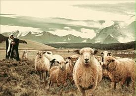 Ковер Фауна 50603